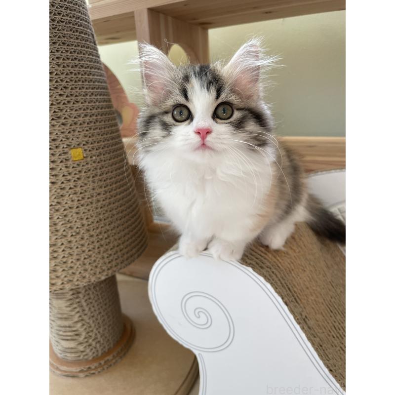 販売中の埼玉県のマンチカン(短足)-131117の4枚目