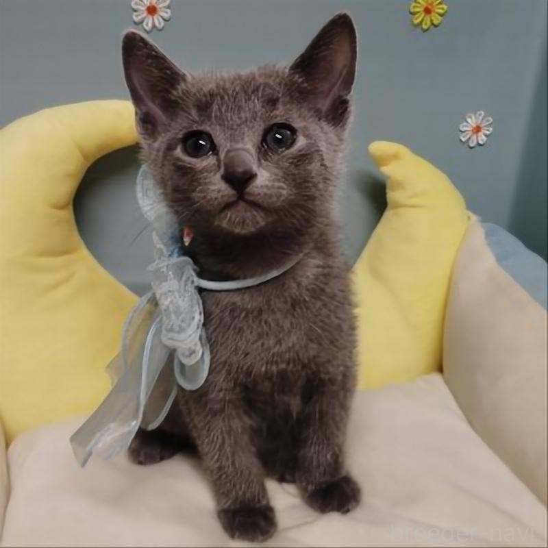 販売中の北海道のロシアンブルー-132926の3枚目