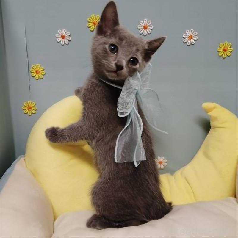 販売中の北海道のロシアンブルー-132926の2枚目