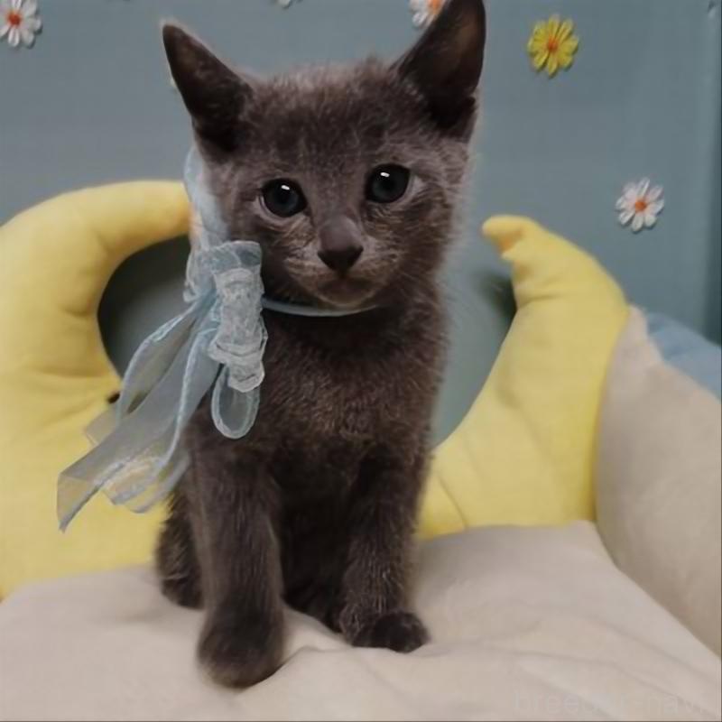 販売中の北海道のロシアンブルー-132926