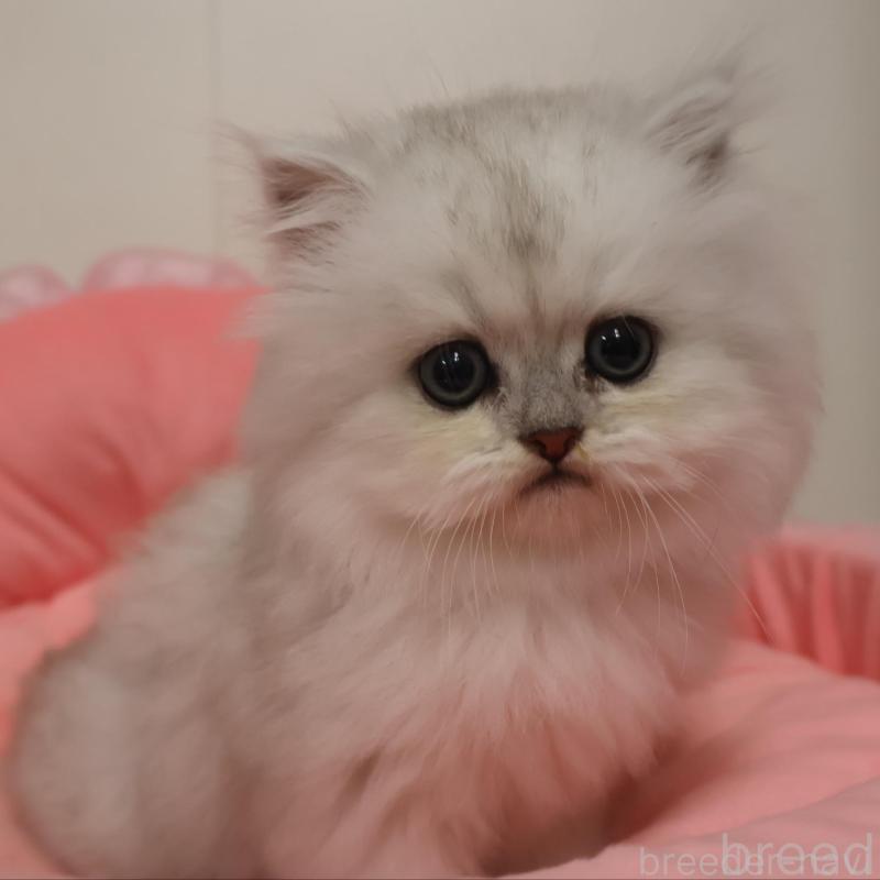 販売中の東京都のペルシャ(チンチラ)-132925