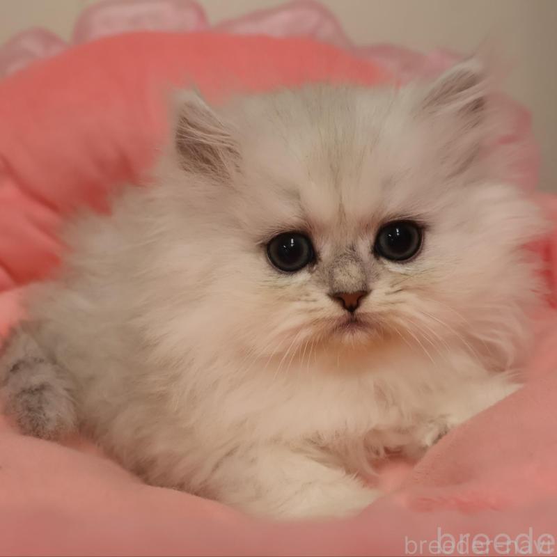 販売中の東京都のペルシャ(チンチラ)-132927