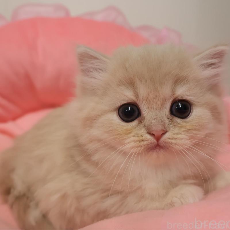 販売中の東京都のスコティッシュフォールド-132928の1枚目