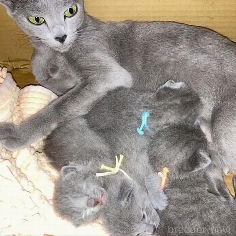 販売中の北海道のロシアンブルー-132929の5枚目