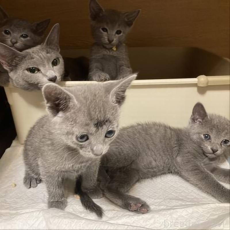 販売中の北海道のロシアンブルー-132929の4枚目