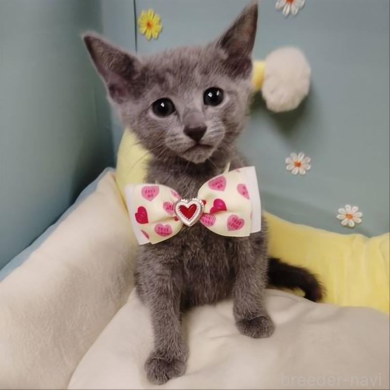 販売中の北海道のロシアンブルー-132929の1枚目