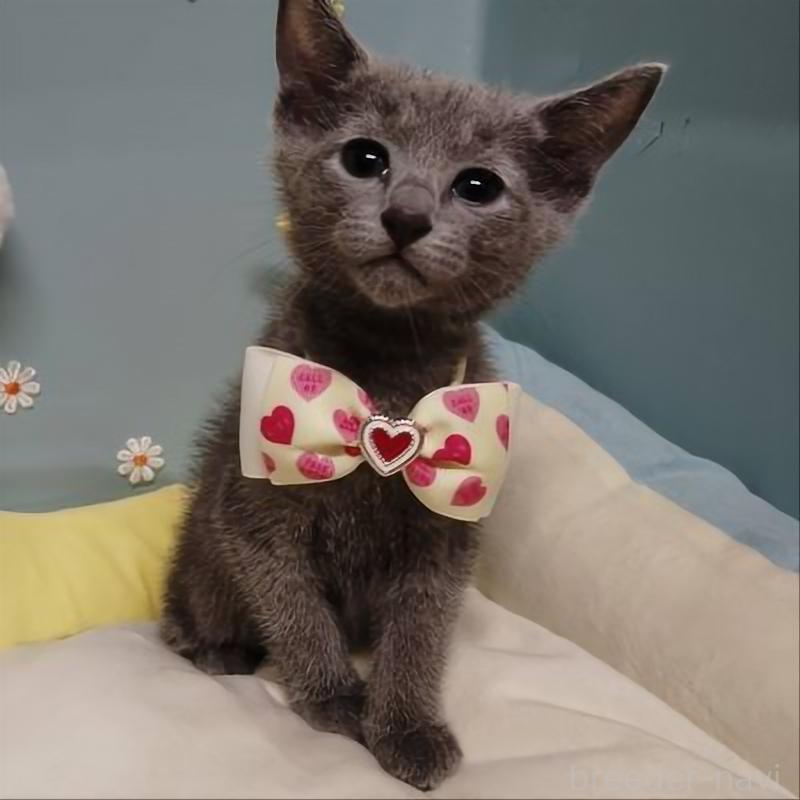 販売中の北海道のロシアンブルー-132929の3枚目