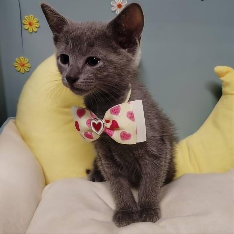 販売中の北海道のロシアンブルー-132929の2枚目