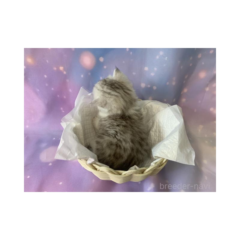 販売中の大阪府のミヌエット-132930の5枚目