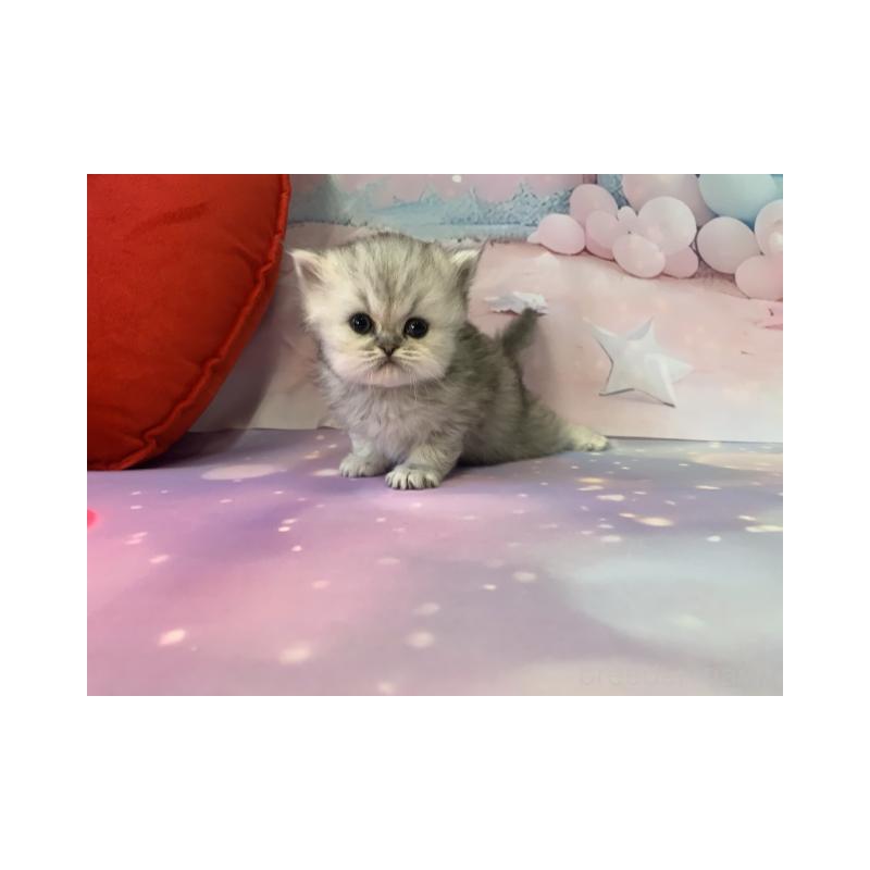 販売中の大阪府のミヌエット-132930の4枚目