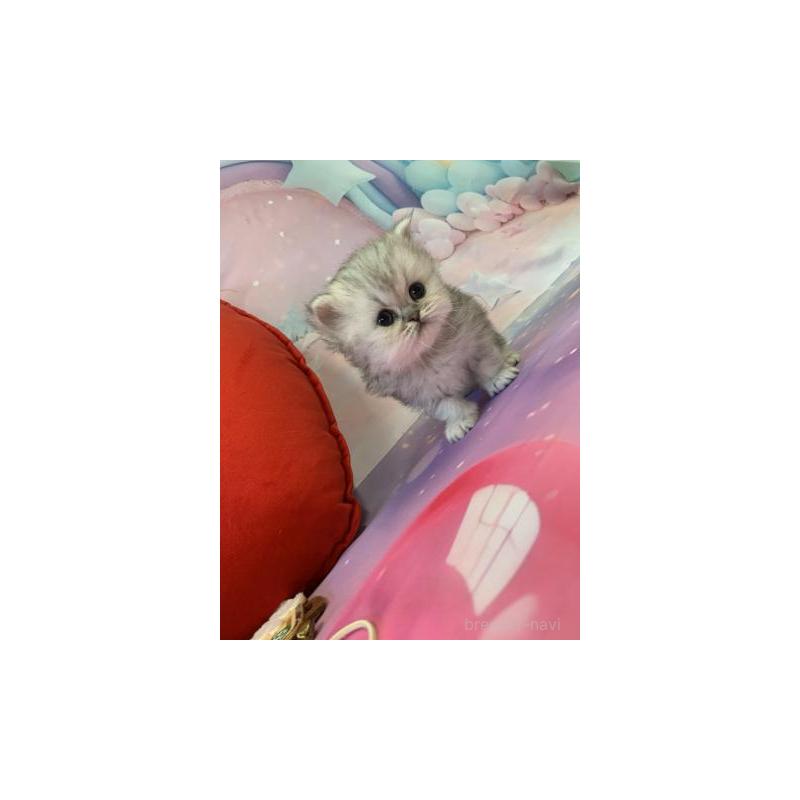 販売中の大阪府のミヌエット-132930の3枚目