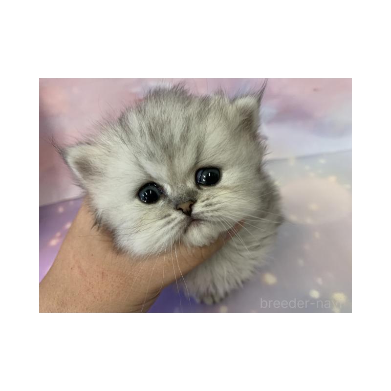 販売中の大阪府のミヌエット-132930の2枚目