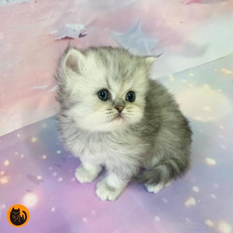 販売中の大阪府のミヌエット-132930の1枚目