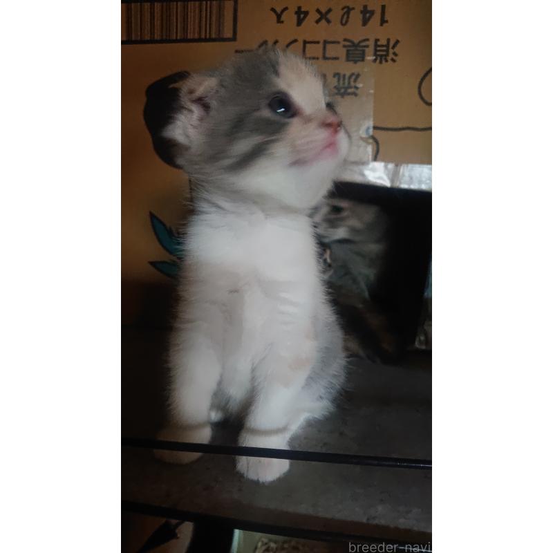 販売中の兵庫県のスコティッシュフォールド(折れ耳)-132934の6枚目