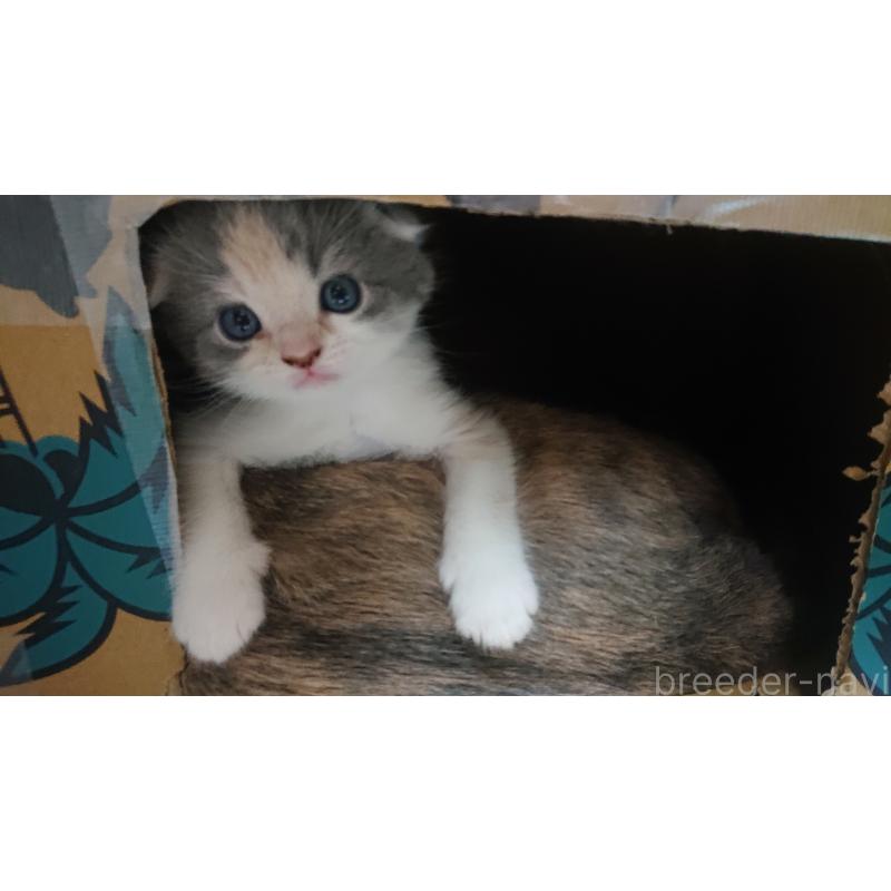 販売中の兵庫県のスコティッシュフォールド(折れ耳)-132934の4枚目