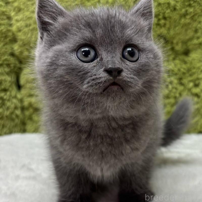 販売中の愛知県のブリティッシュショートヘア-132931の1枚目