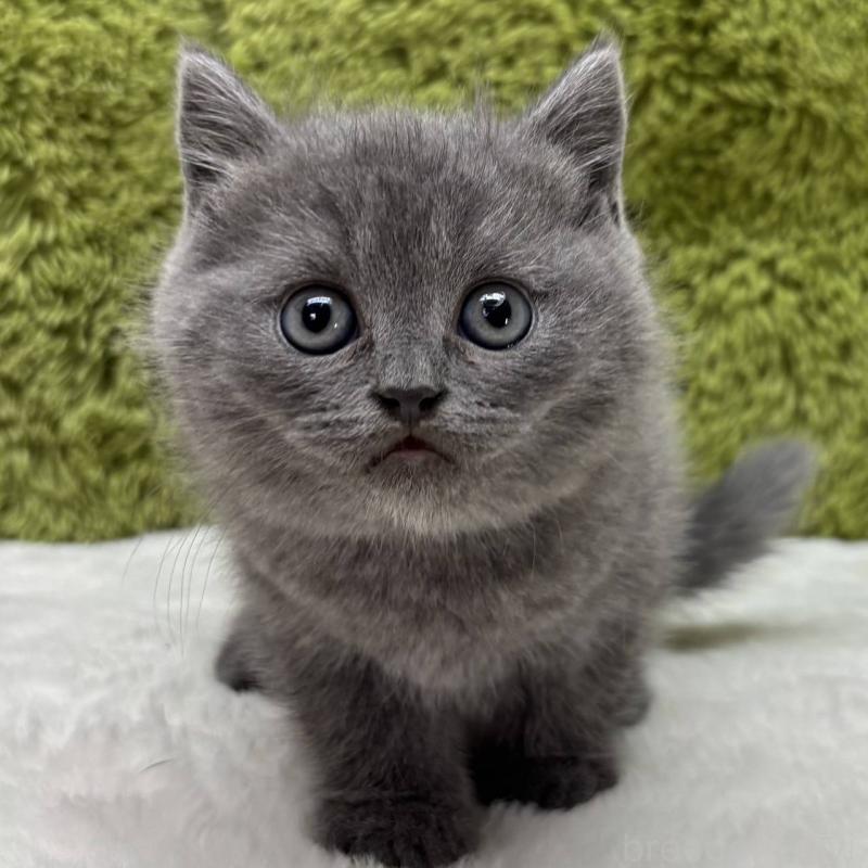 販売中の愛知県のブリティッシュショートヘア-132931の2枚目