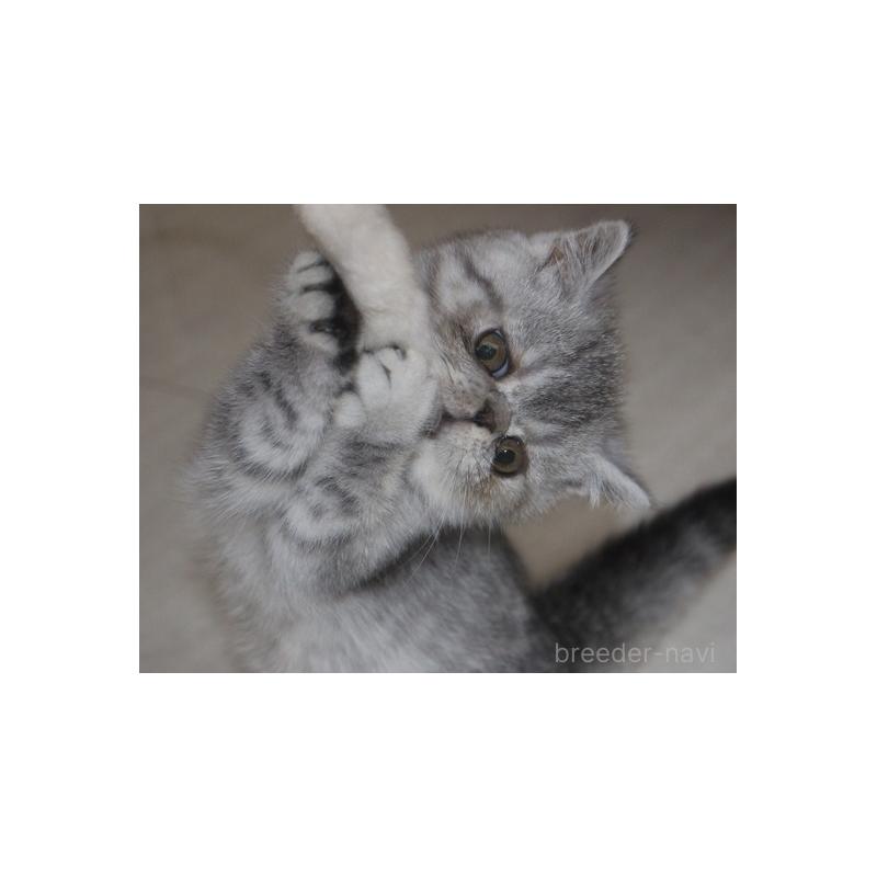 販売中の静岡県のエキゾチックショートヘア-131599