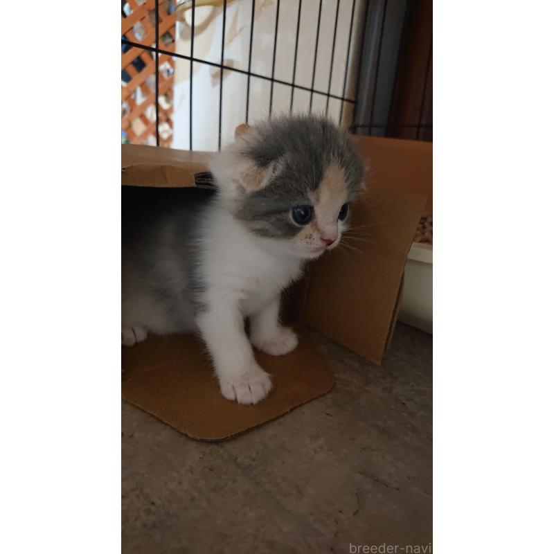 販売中の兵庫県のスコティッシュフォールド(折れ耳)-132934の3枚目