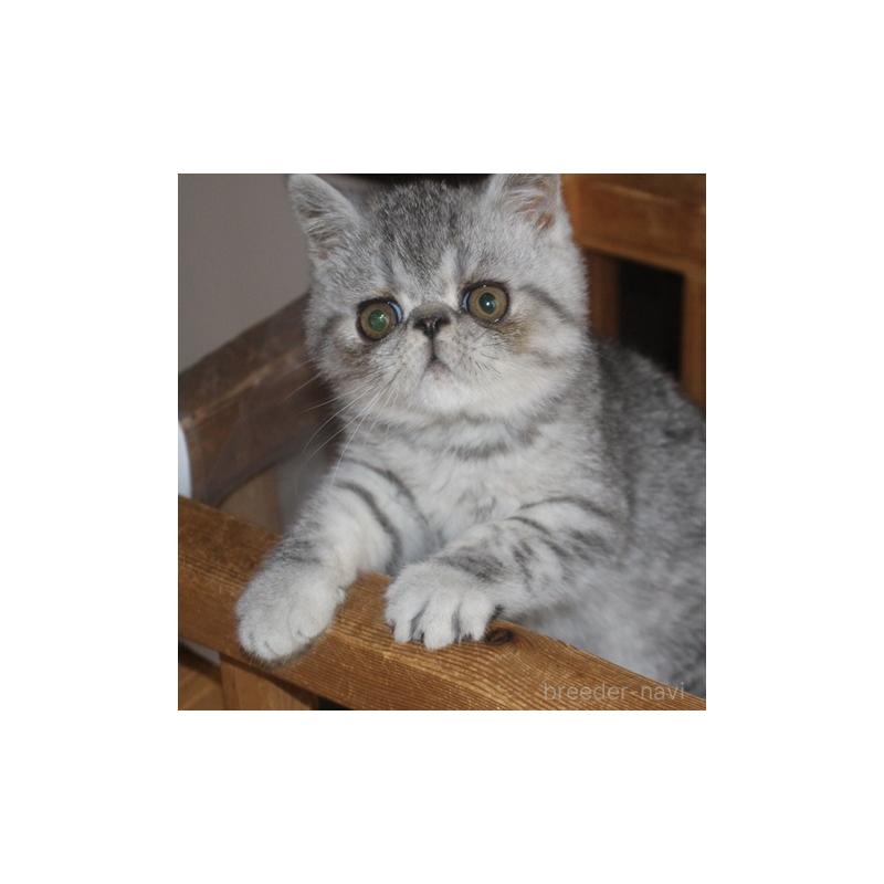 成約済の静岡県のエキゾチックショートヘア-131599の3枚目