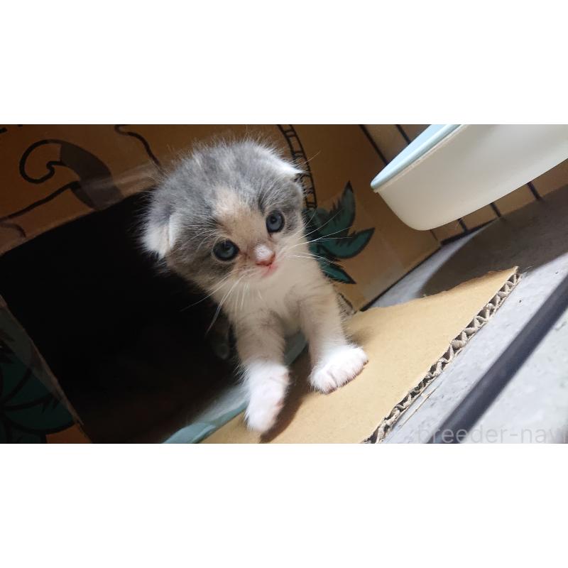 販売中の兵庫県のスコティッシュフォールド(折れ耳)-132934の2枚目