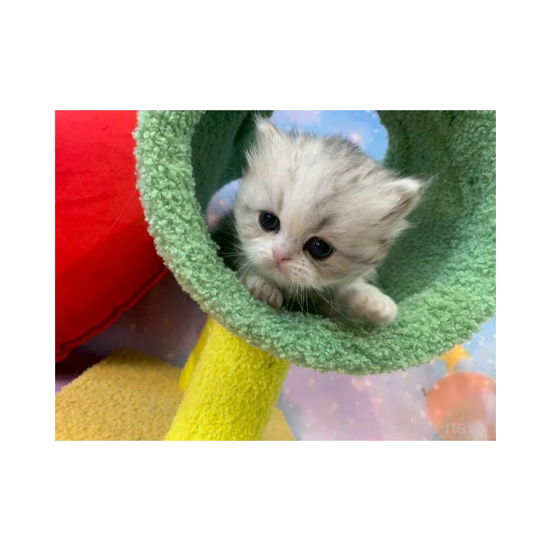 販売中の大阪府のミヌエット-132932の6枚目