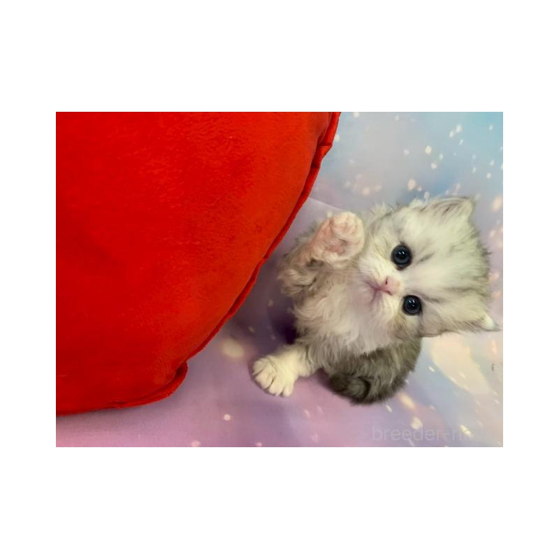 販売中の大阪府のミヌエット-132932の5枚目