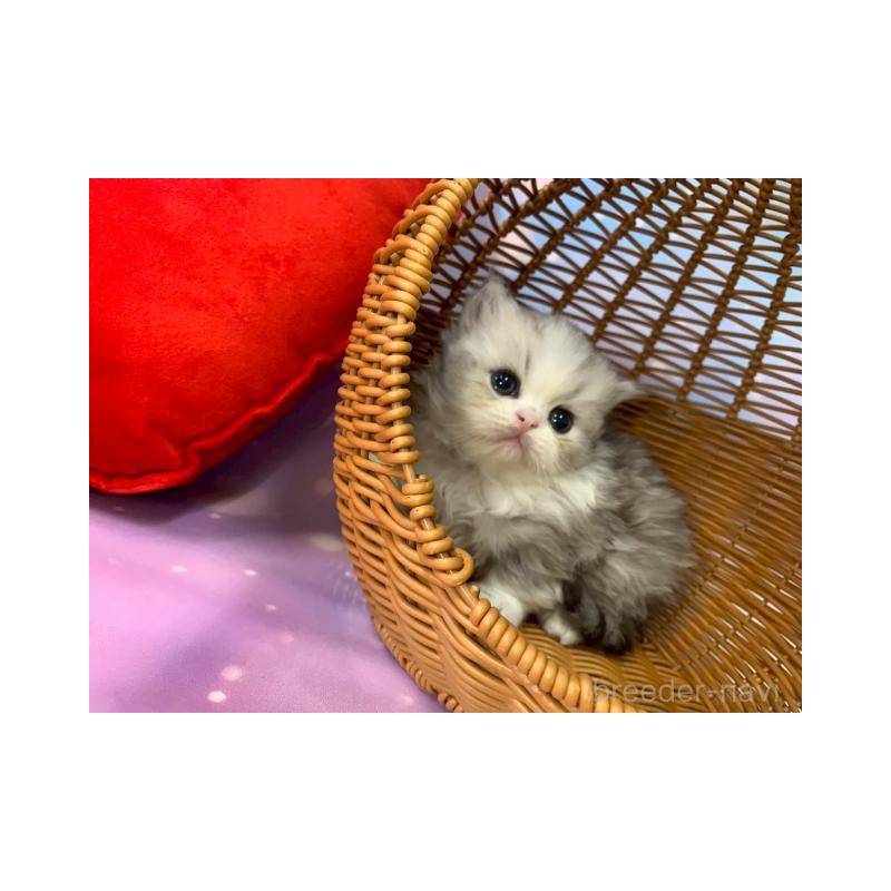 販売中の大阪府のミヌエット-132932の4枚目