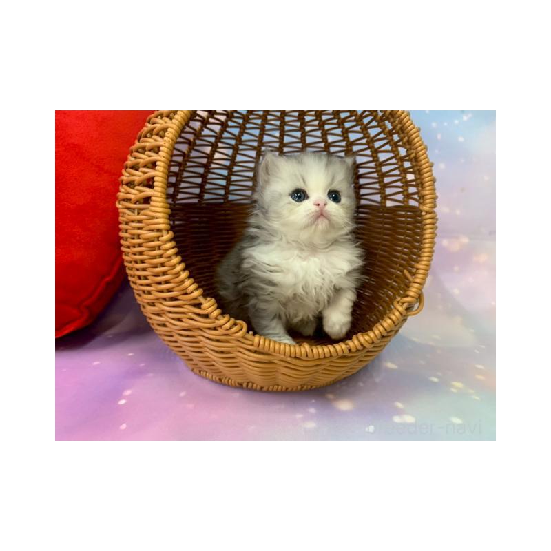 販売中の大阪府のミヌエット-132932の2枚目