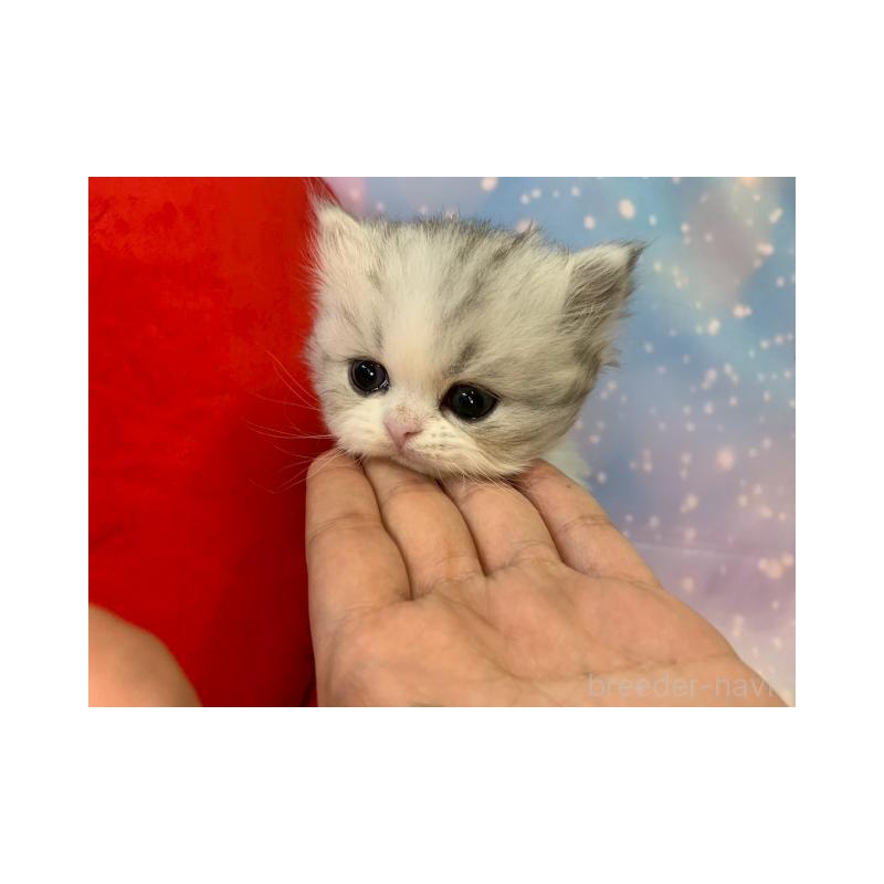 販売中の大阪府のミヌエット-132932の3枚目