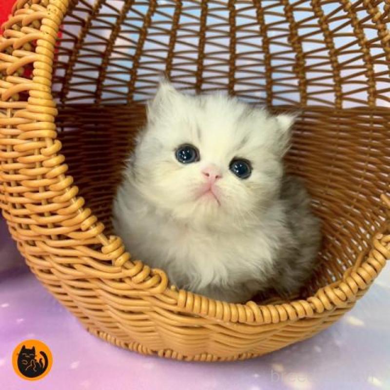 販売中の大阪府のミヌエット-132932