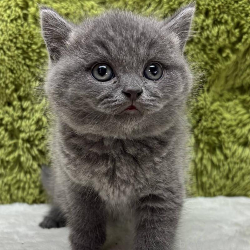 販売中の愛知県のブリティッシュショートヘア-132933の1枚目