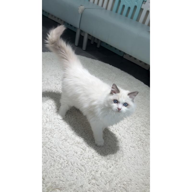 販売中の東京都のラグドール-128298の4枚目