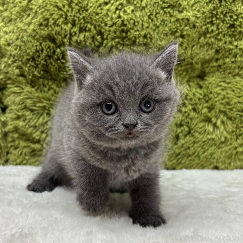 販売中の愛知県のブリティッシュショートヘア-132933の2枚目