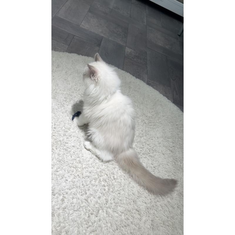 販売中の東京都のラグドール-128298の3枚目