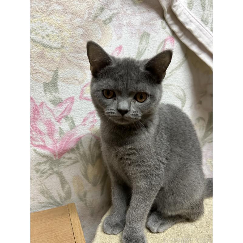 販売中の埼玉県のマンチカン-128499