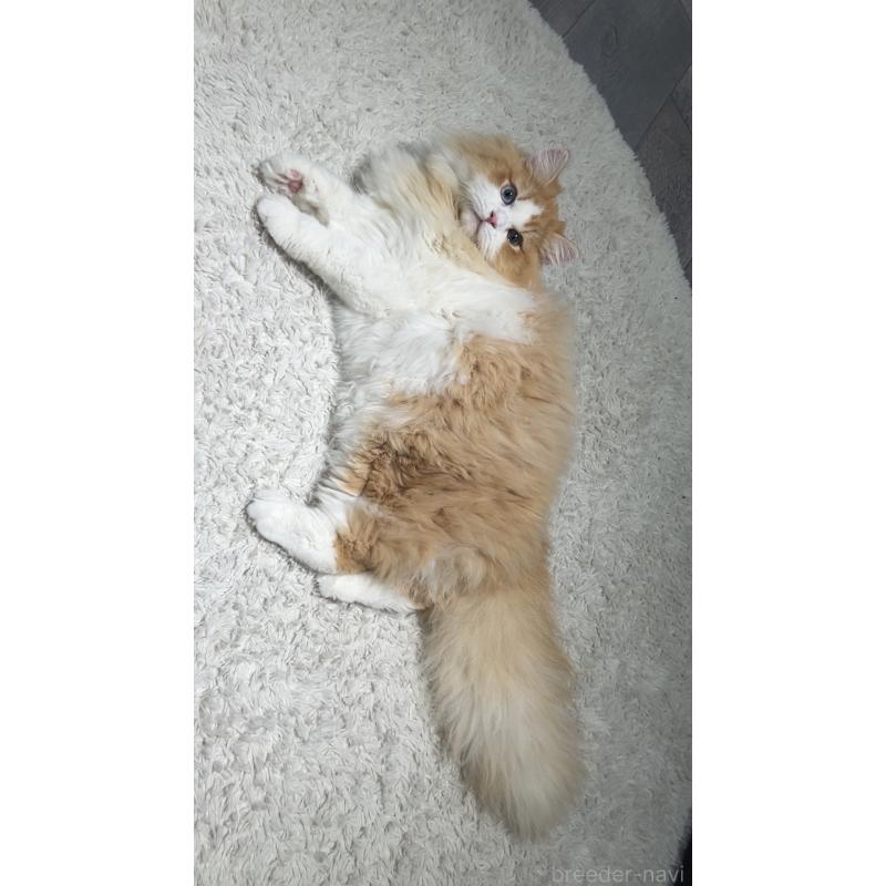 成約済の東京都のミヌエット-121886の6枚目