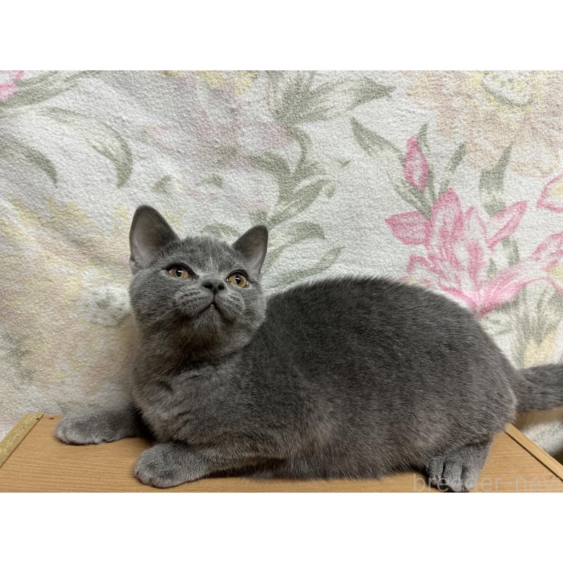 販売中の埼玉県のマンチカン-128499の4枚目