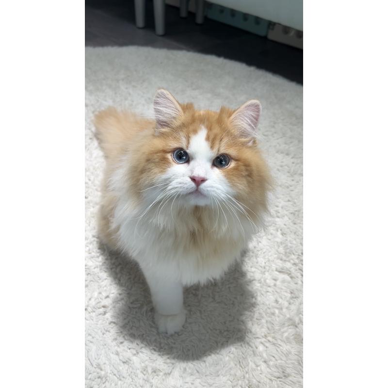 成約済の東京都のミヌエット-121886の4枚目