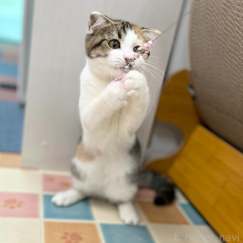 販売中の神奈川県のスコティッシュフォールド(折れ耳)-132935の10枚目