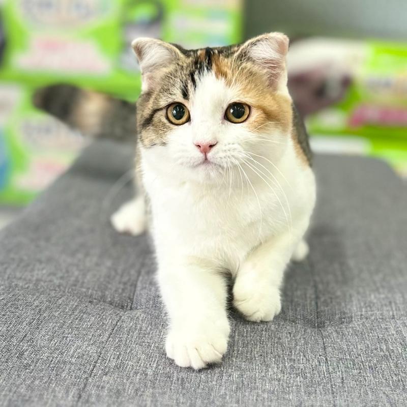 販売中の神奈川県のスコティッシュフォールド(折れ耳)-132935の1枚目