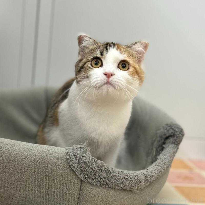 販売中の神奈川県のスコティッシュフォールド(折れ耳)-132935の9枚目