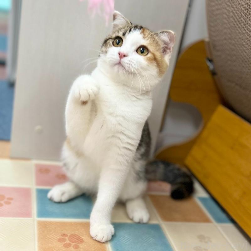 販売中の神奈川県のスコティッシュフォールド(折れ耳)-132935の8枚目