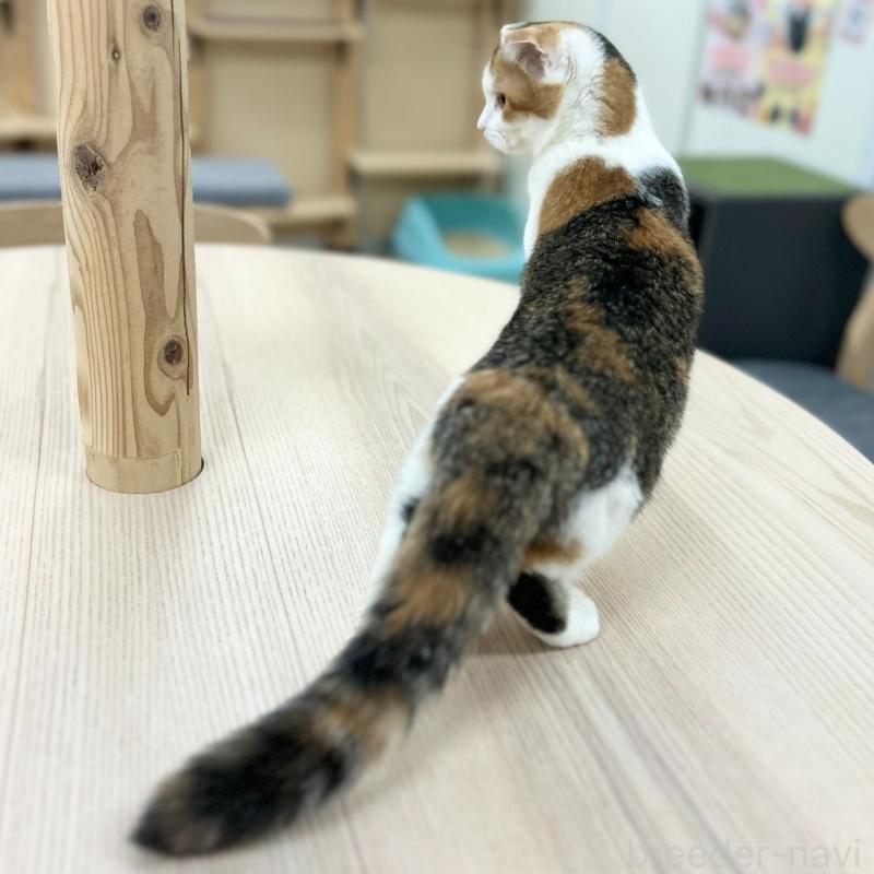 販売中の神奈川県のスコティッシュフォールド(折れ耳)-132935の7枚目