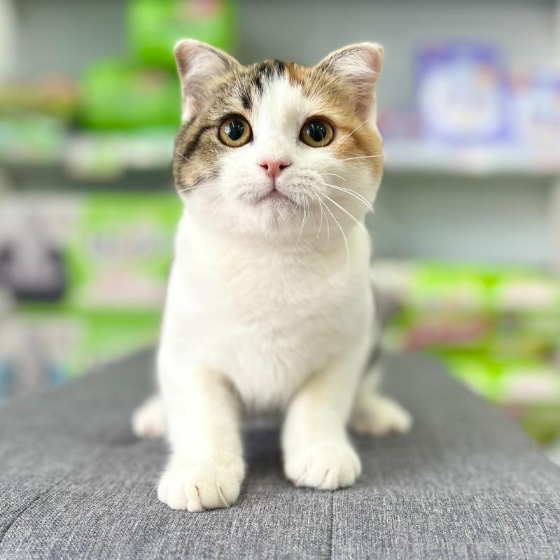 販売中の神奈川県のスコティッシュフォールド(折れ耳)-132935の6枚目