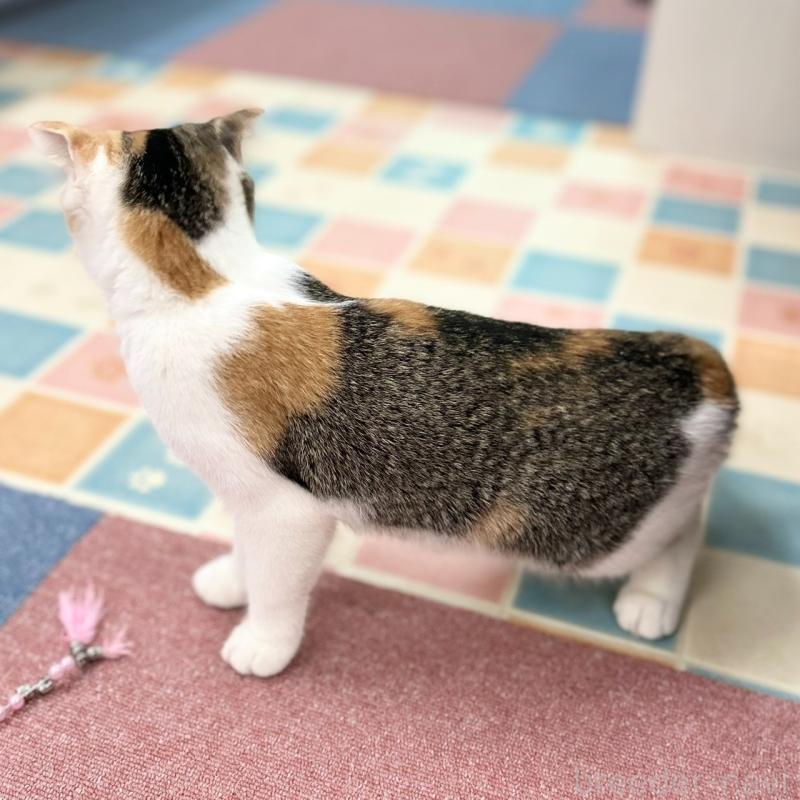 販売中の神奈川県のスコティッシュフォールド(折れ耳)-132935の5枚目