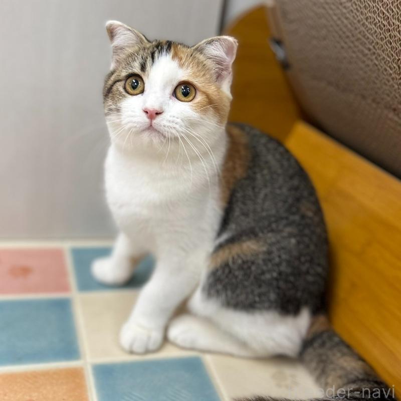 販売中の神奈川県のスコティッシュフォールド(折れ耳)-132935の4枚目