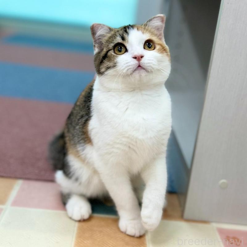 販売中の神奈川県のスコティッシュフォールド(折れ耳)-132935の3枚目