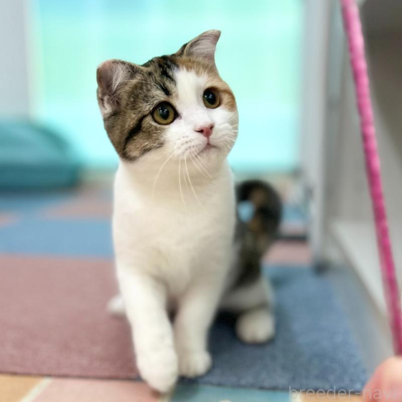 販売中の神奈川県のスコティッシュフォールド(折れ耳)-132935の2枚目