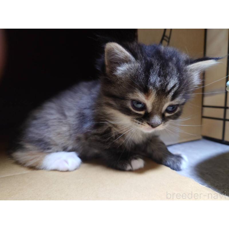 販売中の兵庫県のスコティッシュフォールド-132938の6枚目